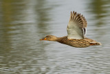 colvert - mallard