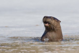 loutre de rivire - river otter