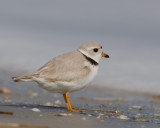 pluvier siffleur - piping plover