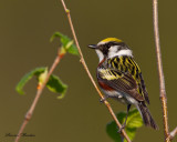 paruline  flancs marron - chesnut-sided warbler