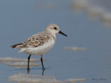 bcasseau sanderling - sanderling