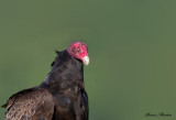 urubu a tete rouge - turkey vulture