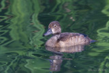 fuligule  collier - ring necked duck