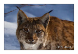 Portrait de Lynx - 4987