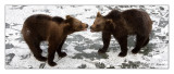 Bears - 5231