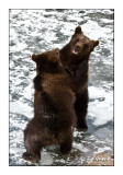 Bears on the pond - 5238