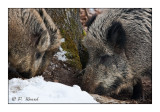 Boars family - 5327