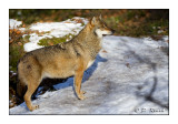 Wolf - 5508