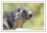 Marmotte (groundhog) - 04085