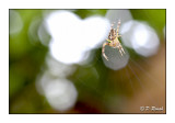 Spider on the lookout - 7765