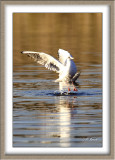 Mouette rieuse - 4716