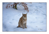 Lynx in the snow - 1019