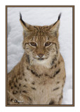 Portrait de Lynx - 5557