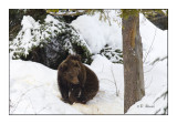 Cub in winter - 6441