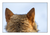 wolfs ears - 7036