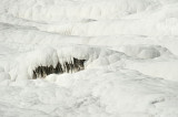 Pamukkale March 2011 4224.jpg