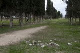 Hierapolis March 2011 4993.jpg