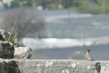 Xanthos March 2011 5163.jpg