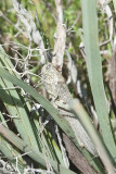 Xanthos March 2011 5246.jpg