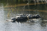 Letoon water turtles 5367.jpg