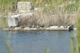Leotoon water turtles 5368.jpg