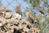 Gaziantep December 2011  2205.jpg