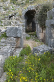 Limyra march 2012 5101.jpg