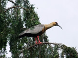 Black-faced Ibis