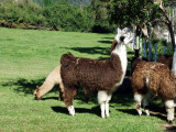 Llama