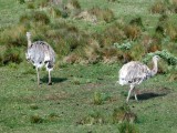 Rheas - members of the Ostrich family