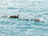 Upland Geese