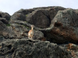 Alpha male Guanaco keeping a lookout for pumas