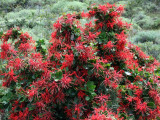 Fire Bush