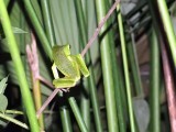Upper Amazon Tree Frog
