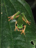 Tiger-striped Leaf Frog