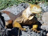 A Galapagos Land Iguana on South Plazas Island