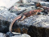 Christmas Marine Iguana - Espaola Island