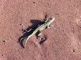 A 2-tail lizard - should give one to the previous guy