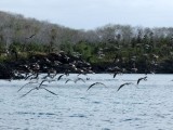 Hundreds flying and then diving into the sea after schools of sardines