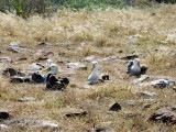 The nesting grounds