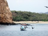 Frigatebirds waiting for food scraps from local fishermen