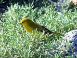 Yellow Warbler