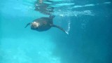 The following were images I grabbed from a video I took while snorkeling