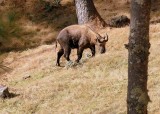 A Takin, the National Animal of Bhutan