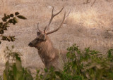 A Sambar Deer