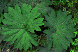 Feb122012_6834 fern forest bolivia.jpg