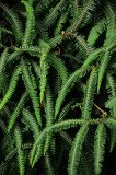 Feb122012_6842 fern forest bolivia.jpg