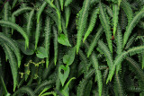 Feb122012_6844 fern forest bolivia.jpg