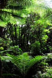 Feb122012_6920 fern forest bolivia.jpg