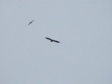 Sea eagle -and a REAL Eagle at Rongesund-rn